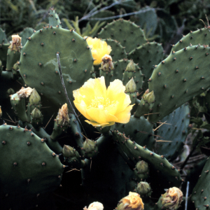 A prickly pear cactus in flower