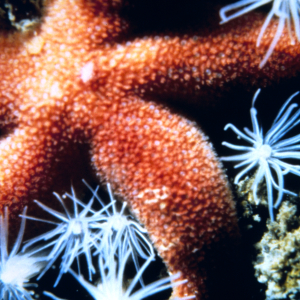 Common sea star and anenomes