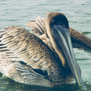 A brown pelican preens in the water