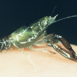 A baby American lobster perched on the finger of a scientist clearly illustratesthe approximate size of the hatchery reared lobsters that were placed on thecobble reefs