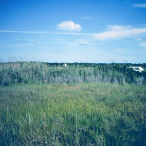 Looking toward the road from the restricted side of the marsh