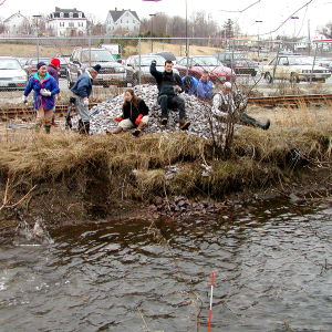 Cobble habitat is tossed into North River to replace storm water sedimentson the river bottom