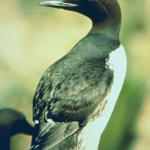 An adult common murre