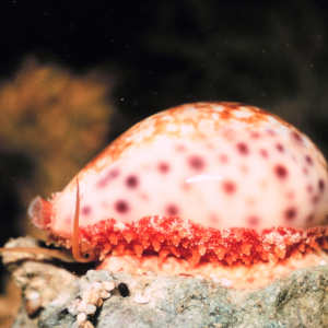 Cowrie, Cypraea chinensis, with partially extended mantle