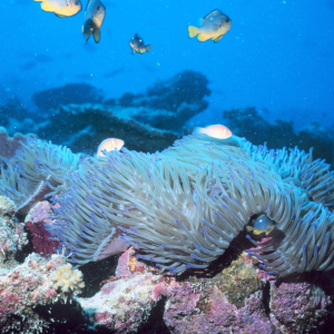 Large anemone with anemone fish and reef fish above