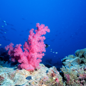 Pink soft coral with reef fish