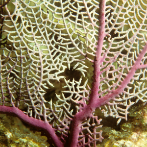 Closeup of purple sea fan