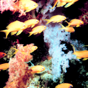School of yellow fish in forest of soft coral