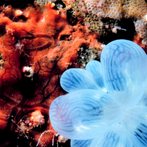 Bubble coral (Plerogyra sinuosa)