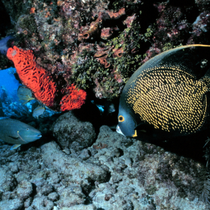 French angelfish at the reef