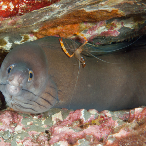 A purplemouth moray accompanied by a banded coral shrimp peers outfrom its shelter
