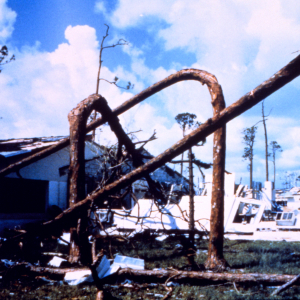 Hurricane Andrew - Pine trees snapped by force of wind at Pinewoods Villa