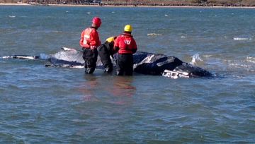 Veterinary team from NOAA, the Riverhead Foundation for Marine Research and Preservation, International Fund for Animal Welfare, and North Carolina State University assess the stranded humpback whale.
