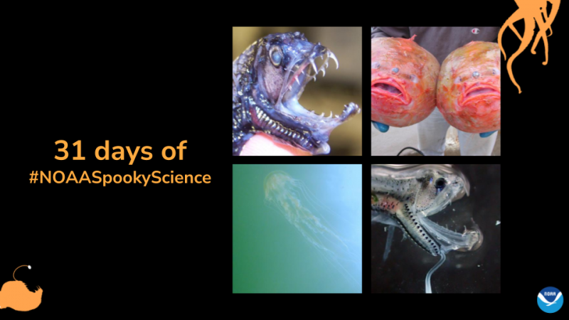 Four photos of frightening looking fish on a framed template. Text: 31 days of #NOAASpookyScience