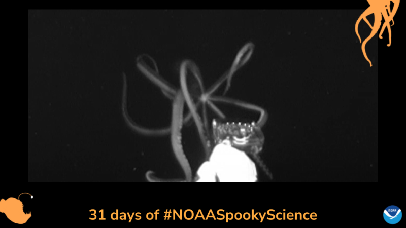 A giant squid emerges from the deep ocean and wraps its tentacles around the underwater camera. Border of the photo is black with orange sea creature graphics of octopus tentacles and an anglerfish. Text: 31 days of #NOAASpookyScience