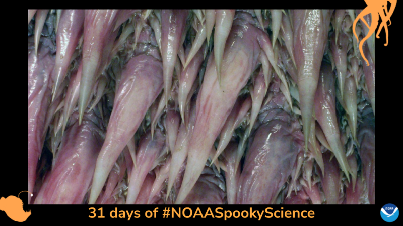 Spiky-looking papillae that cover the inside of leatherback sea turtle throats. Border of the photo is black with orange sea creature graphics of octopus tentacles and an anglerfish. Text: 31 days of #NOAASpookyScience