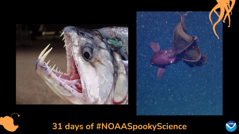 Left: A fish with large bottom fangs and sharp long teeth. Right: A vampire squid swims in cloudy, speckled water. Border of the photo is black with orange sea creature graphics of octopus tentacles and an anglerfish. Text: 31 days of #NOAASpookyScience