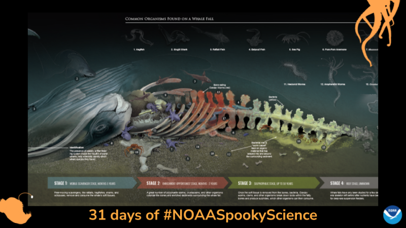A poster showing a graphic of a fallen whale at the bottom of the ocean and organisms that feed on the whale. Border of the photo is black with orange sea creature graphics of octopus tentacles and an anglerfish. Text: 31 days of #NOAASpookyScience