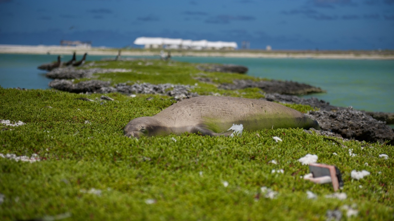 A Hawaiian monk seal taking a nap near the lagoon on Southeast Island in Hawaii.