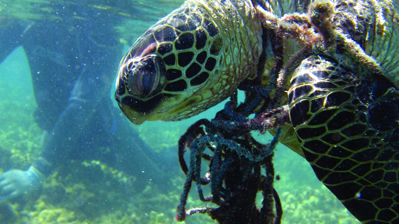 NOAA divers rescue a green sea turtle entangled in derelict fishing gear in Papahanaumokuakea Marine National Monument in the Northwestern Hawaiian Islands. 