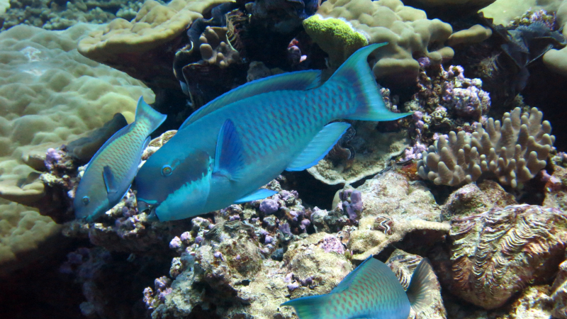 The blunt-head parrotfish shown here are one of many species of fish that keep a coral reef ecosystem in balance.