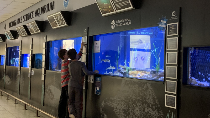 The Woods Hole Aquarium and NOAA Fisheries' Northeast Fisheries Science Center collaborated on a new Atlantic Salmon exhibit. NEFSC staff helped aquarium staff acquire smolts for the display. The display was prominently featured in the aquarium's 2019 Endangered Species Day event, along with several other NOAA booths with hands-on salmon and marine mammal activities. 