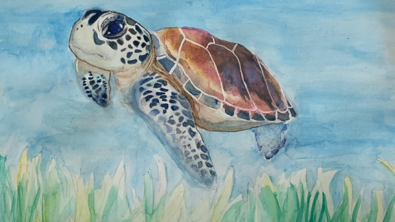 Child’s artwork depicting a sea turtle swimming about underwater grasses in the ocean.