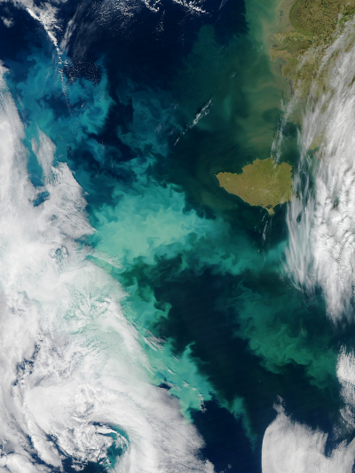 As sea ice retreats in summer, more sunlight reaches the upper layers of the sea, triggering increased blooms of phytoplankton such as here in the Bering Sea this fall. 