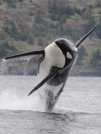 Southern Resident Killer whale. 