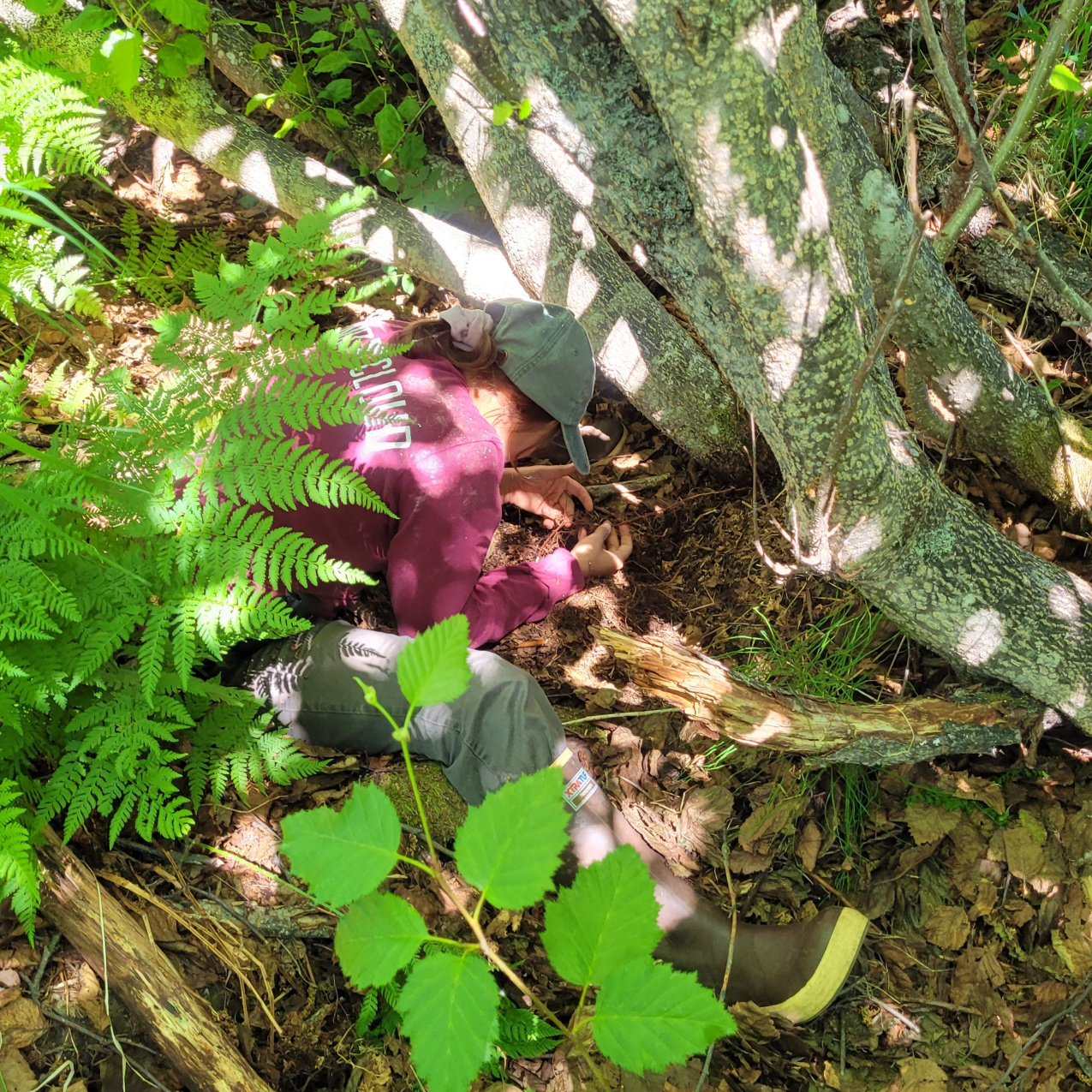 The photo looks down on Ronja, who is bent over looking through thin roots just under the soil in front of a multi-trunked tree. Ferns and other woodland vegetation obscure the view of her.