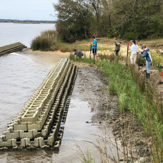 A group of people planting marsh grass behind a structure parallel to the shoreline.