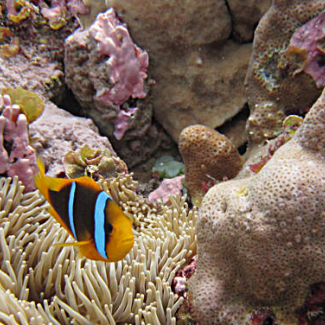 Coral reefs: rainforests of the sea