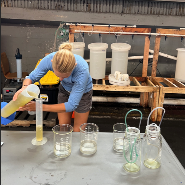 Jordan Chancellor, a graduate student in the Nuzhdin and Gracey labs at USC, performs a water change during an ocean acidification trial at the Holdfast/USC research hatchery at AltaSea in the Port of Los Angeles. 