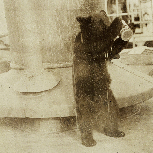Billy the bear cub, a pet on the USC&GSS Gedney, makes a mess as he drinks from a can.