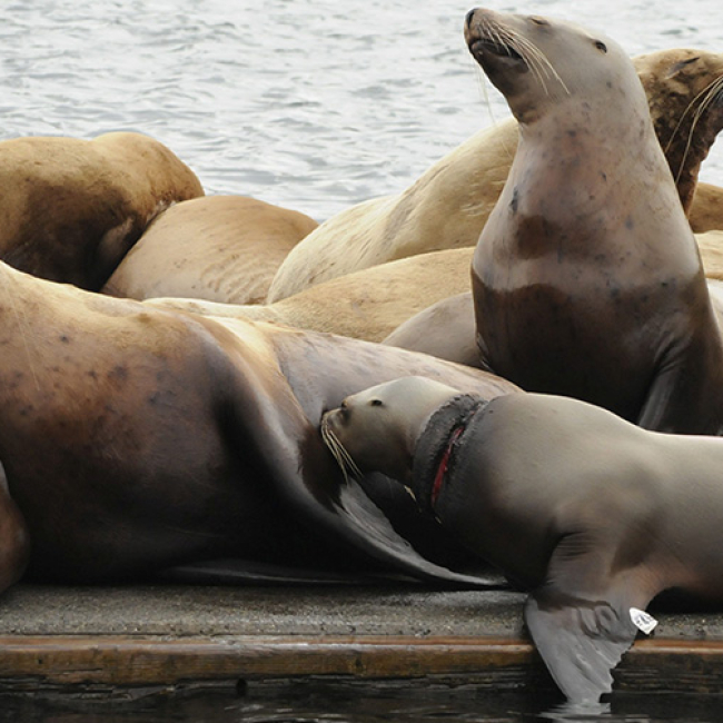 Photo of a one-year-old endangered female Steller sea lion back with mom after a successful entanglement response in 2023.  Credit: NOAA Fisheries/Kim Raum-Suryan, NOAA permit No. 24359.