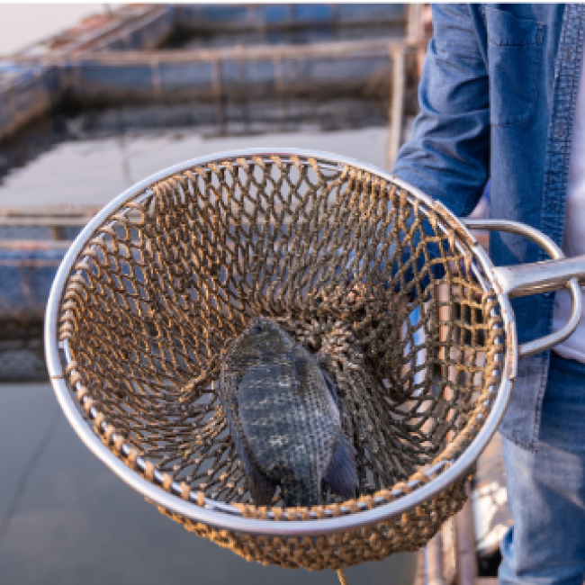 A series of aquaculture-centered images featuring a net with a fish, algae, and a basin of water. Text: Aquaculture Literacy Mini-Grants Program announces the 2024 awardees.