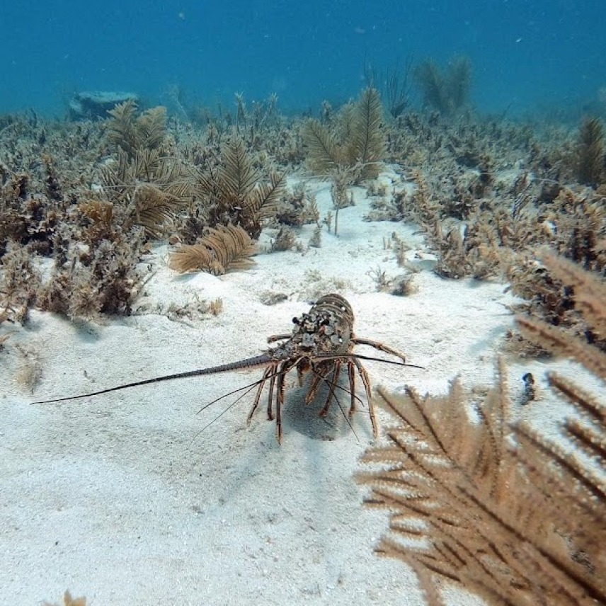A spiny lobster on the well-lit sandy ocean floor. It seems to look directly in the camera, with its characteristic long, thick, antennae that looks like spines jutting out from either side of its face.