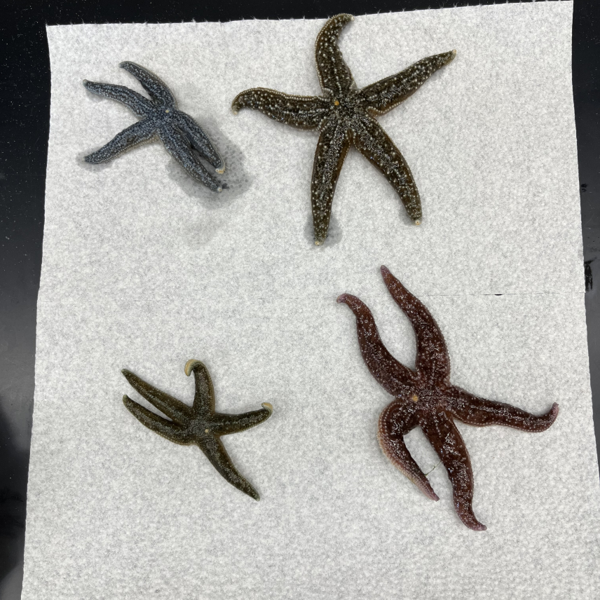 Four sea stars resting on a paper towel on a lab bench. The towel has absorbed water around some of them.