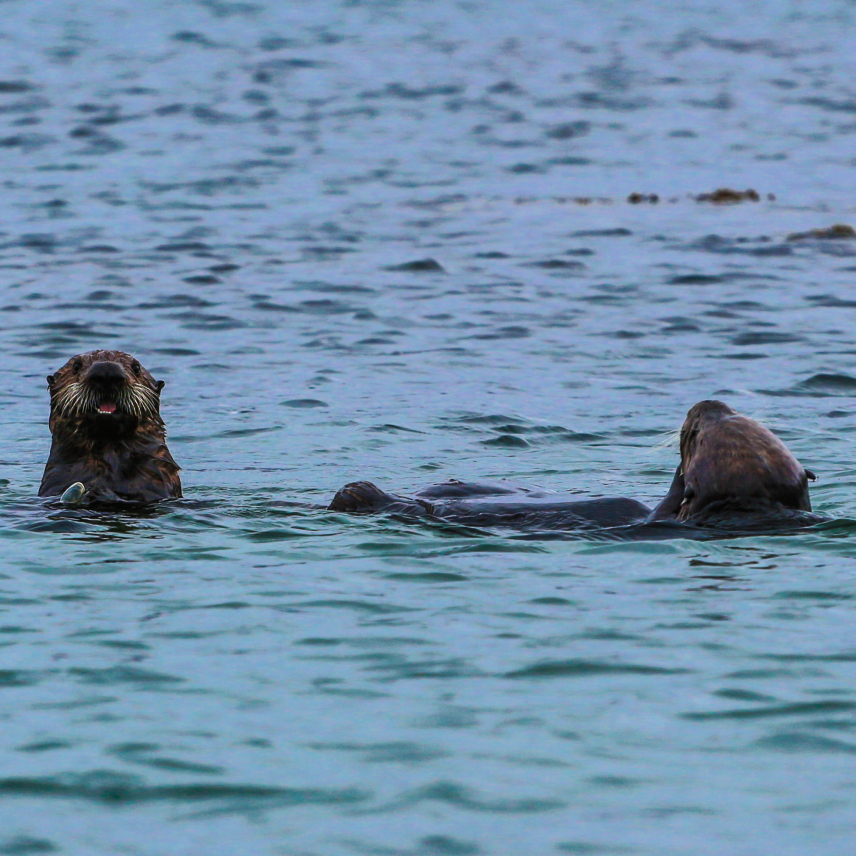 A close up photograph of two otters in the water, one looking towards the camera and one away.